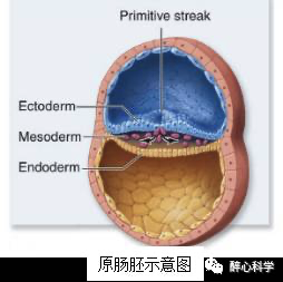 人脑背面观与冠状横切面部分图